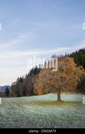 Lonely maple tree on a field in fall colors near Støren, Gauldalen, Norway Stock Photo