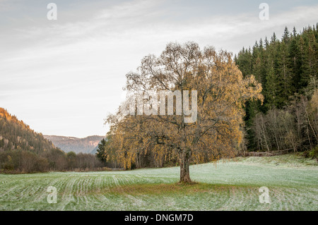 Lonely maple tree on a field in fall colors near Støren, Gauldalen, Norway Stock Photo