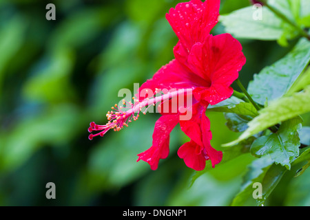 beautiful hibiscus flower over a green background early afternoon Stock Photo