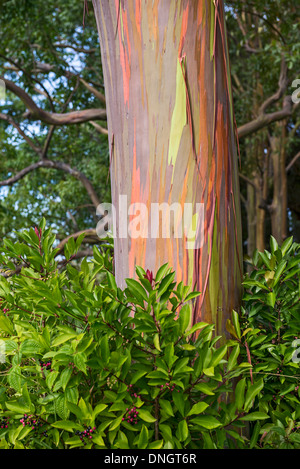 The colorful and magical Rainbow Eucalyptus tree, Eucalyptus deglupta. Stock Photo