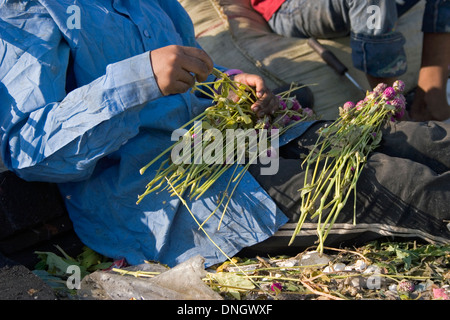 A scavenger woman is holding flowers discarded after Valentines Day at the toxic Stung Meanchey Landfill in Phnom Penh, Cambodia Stock Photo