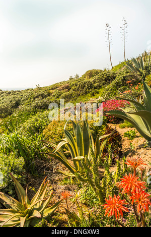 typical vegetation in the coastal area of the   parque natural do sudoeste alentejano e costa vicentina  nature park, costa vice Stock Photo