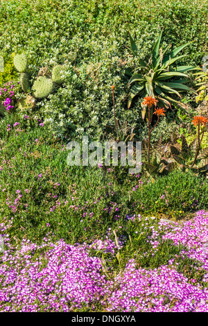 typical vegetation in the coastal area of the   parque natural do sudoeste alentejano e costa vicentina  nature park Stock Photo