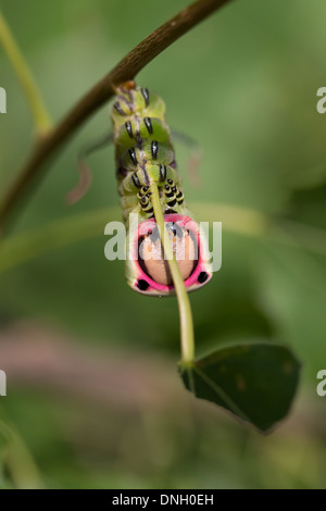 Puss moth caterpillar (Cerura vinula) on aspen. Surrey, UK. Stock Photo