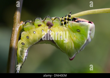 Puss moth caterpillar (Cerura vinula) on aspen. Surrey, UK. Stock Photo