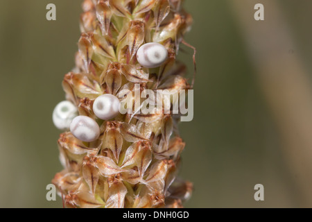Eggs of the drinker moth (Euthrix potatoria) on plantain. Dorset, UK. Stock Photo