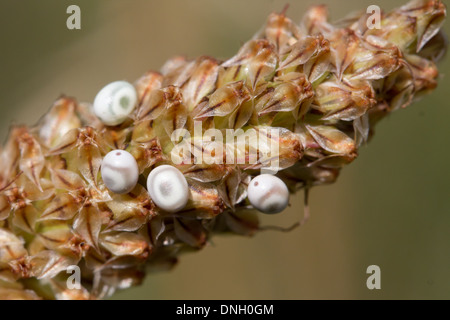 Eggs of the drinker moth (Euthrix potatoria) on plantain. Dorset, UK. Stock Photo