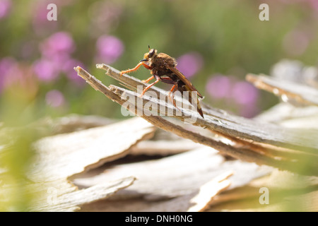 Hornet robberfly (Asilus crabroniformis) on dung, the larvae feed on ...