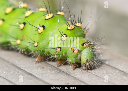 Emperor moth caterpillar (Saturnia pavonia) on boardwalk. Surrey, UK. Stock Photo