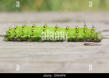 Emperor moth caterpillar (Saturnia pavonia) on boardwalk. Surrey, UK. Stock Photo