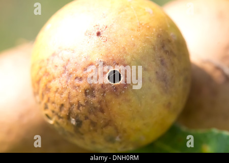 Exit hole in oak marble gall (Andricus kollari). Surrey, UK. Stock Photo