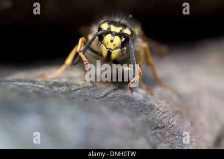 Queen wasp (Vespula vulgaris) cleaning her antennae. Dorset, UK. Stock Photo