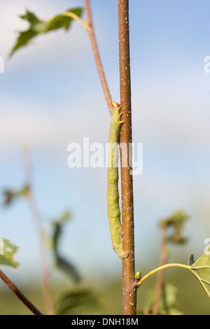 Peppered moth caterpillar (Biston betularia). Stock Photo