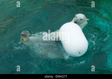 Anana, the resident polar bear of Lincoln Park Zoo in Chicago, plays and swims on a hot summer day. Stock Photo