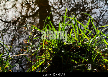 Pond grasses silhouette sunlight Stock Photo