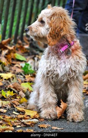 Cockapoo in autumn Stock Photo - Alamy
