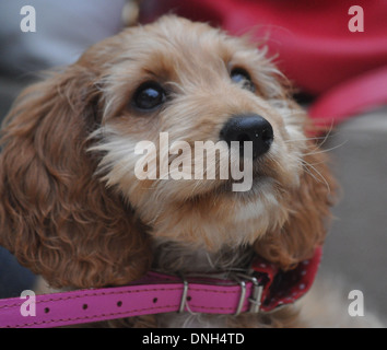 puppy dog looking up adoringly at owner Stock Photo