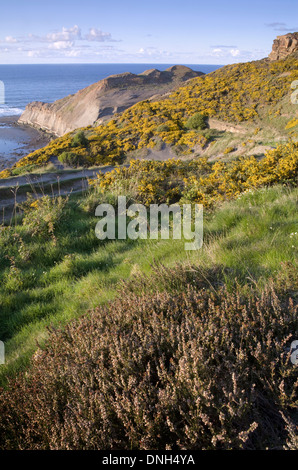 Gorse and heather cover the ground at Kettleness, North Yorkshire. The cliffs and headlands looking out to sea have been mined. Stock Photo