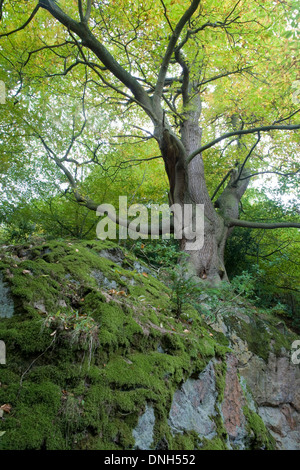 A sweet chestnut tree, Castanea sativa, grows out of a moss covered rock near St Ann's Well, Malvern Hills, Worcestershire. Stock Photo