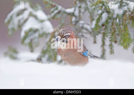 Eurasian Jay foraging for food in the snow. Stock Photo
