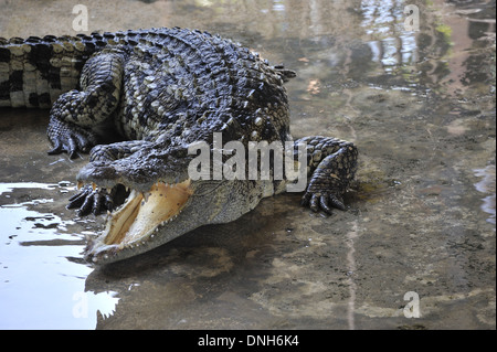 Australian salt water crocodile Queensland Australia with open mouth Stock Photo