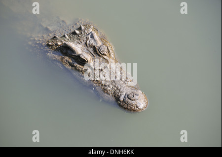 Siamese Crocodile (Crocodylus siamensis),Thailand Stock Photo