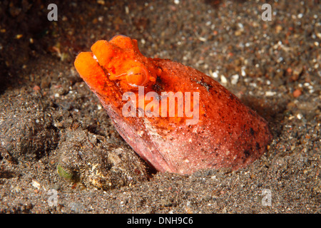 Orange Crocodile Snake Eel, Brachysomophis crocodilinus, also known as a Reptilian or Henshaws Snake Eel. Tulamben, Bali, Indonesia Stock Photo