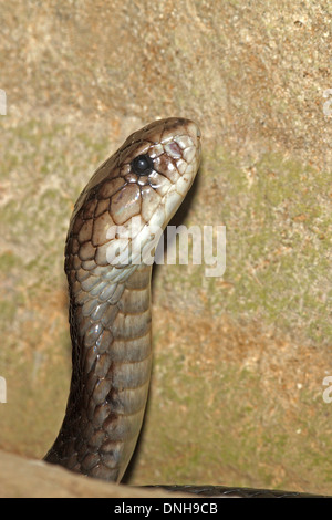 A Javan Spitting Cobra, Naja sputatrix. Bali, Indonesia Stock Photo