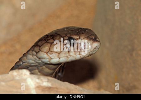 Javan Spitting Cobra, Naja sputatrix. Bali, Indonesia Stock Photo