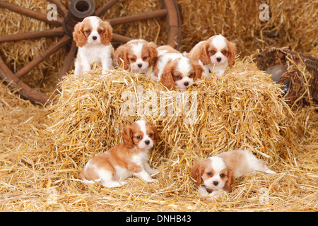 Cavalier King Charles Spaniel, puppies, blenheim, 8 weeks |Cavalier-King-Charles-Spaniel, Welpen, Blenheim, 8 Wochen Stock Photo