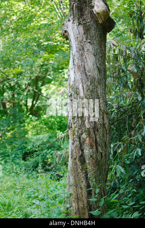 Twisted Tree Trunk Dried Out in the Forest Stock Photo