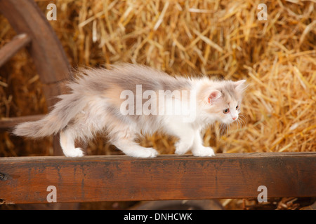 British Longhair, kitten, blue-tortie-white, 10 weeks |Britisch Langhaar, Kaetzchen, blue-tortie-white, 10 Wochen Stock Photo