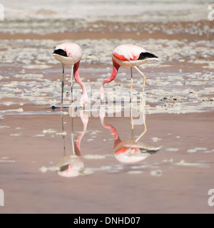 Andean Flamingo (Phoenicopterus andinus) Stock Photo