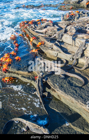 Marine Iguanas (Amblyrhynchus cristatus hassi) among Sally Lightfoot crabs Stock Photo