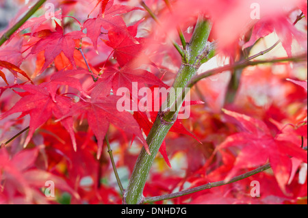 Acer palmatum  Osakazuki Stock Photo