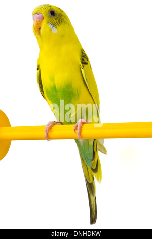 beautiful yellow budgie sitting on a yellow horizontal bar isolated on white background Stock Photo