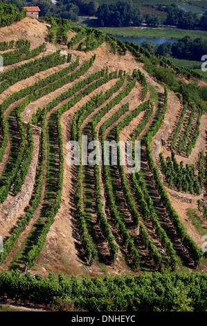 GRAPEVINES AND VINEYARDS ON THE HILLSIDES OF CHATEAUBOURG, (07) ARDECHE, RHONE-ALPES, FRANCE Stock Photo