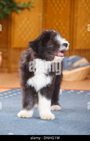 Bearded Collie, puppy, 14 weeks |Bearded Collie, Welpe, 14 Wochen Stock Photo