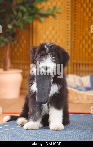 Bearded Collie, puppy, 14 weeks |Bearded Collie, Welpe, 14 Wochen Stock Photo