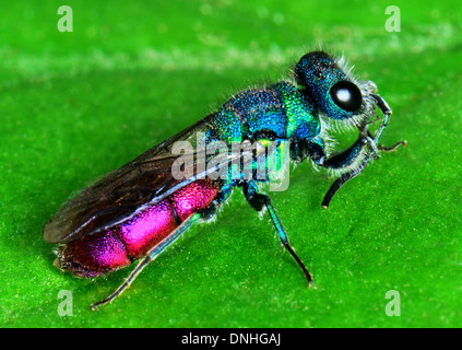 Parasitic Ruby-Tailed wasp, Chysis ignita, grooming it's antennae Stock Photo