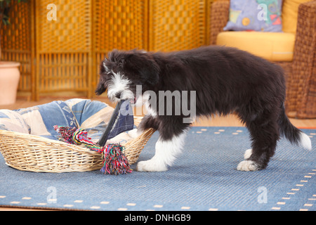 Bearded Collie, puppy, 14 weeks, at dog's basket Stock Photo