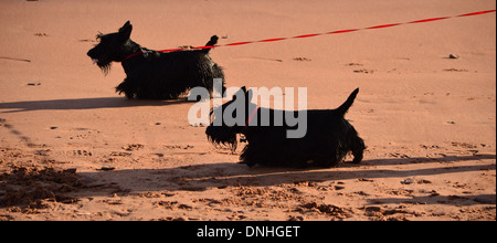 Black Scottie Dogs or Scottish Terriers on sandy beach Stock Photo