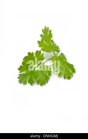 Fresh Coriander (Cilantro) Herbal Isolated On A White Background. Stock Photo