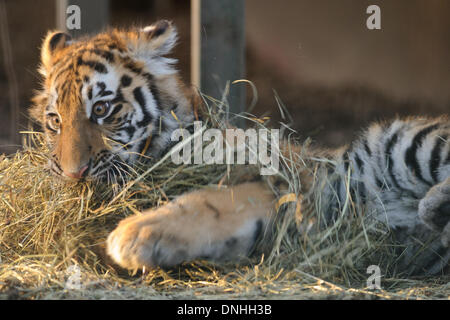 Braunschweig Germany. 30th Dec 2013. Six month old Siberian