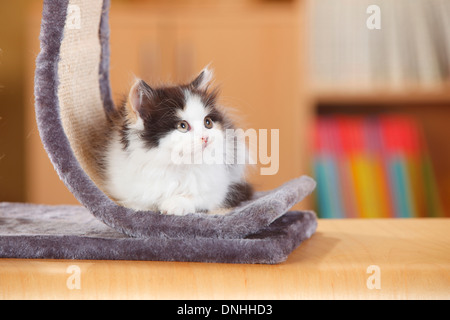 British Longhair, kitten, black-tortie-white, 10 weeks |Britisch Langhaar, Kaetzchen, black-tortie-white, 10 Wochen Stock Photo