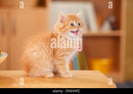 British sales red tabby