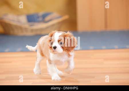 Cavalier King Charles Spaniel, puppy, blenheim, 10 weeks |Cavalier King Charles Spaniel, Blenheim, Welpe, 10 Wochen Stock Photo