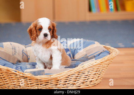 Cavalier King Charles Spaniel, puppy, blenheim, 10 weeks |Cavalier King Charles Spaniel, Blenheim, Welpe, 10 Wochen Stock Photo