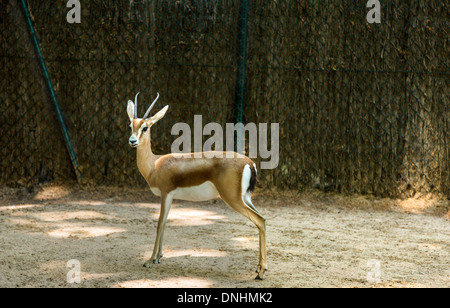 Gazelle in a zoo, Barcelona Zoo, Barcelona, Catalonia, Spain Stock Photo