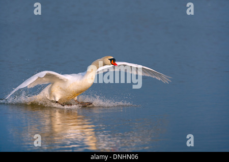 Mute Swan Cygnus olor landing on calm water Stock Photo